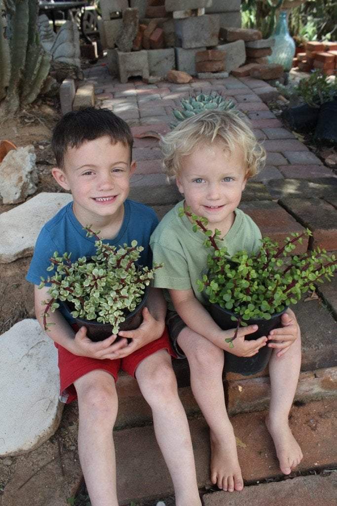 portulacaria afra price Portulacaria afra Elephant Bush succulent - 1 Gallon GREEN Portulacaria afra Elephant Bush succulent