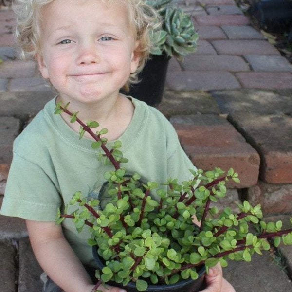 Portulacaria afra Elephant Bush succulent