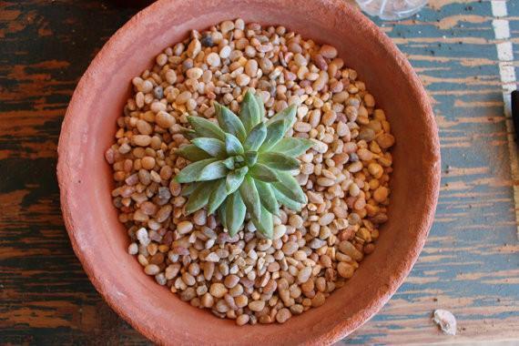Colored Potting Gravel - Black Pearl or Salmon bulk wholesale succulent prices at the succulent source - 3