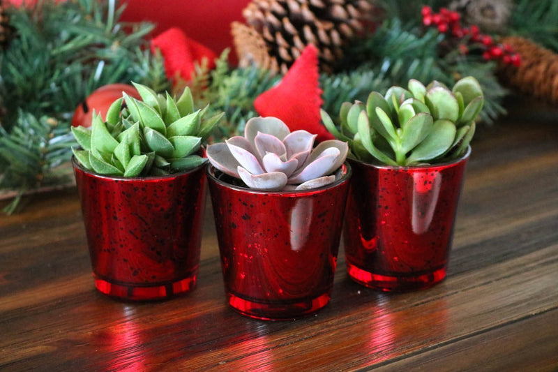 Valentines Trio - Say It with Succulents bulk wholesale succulent prices at the succulent source - 3