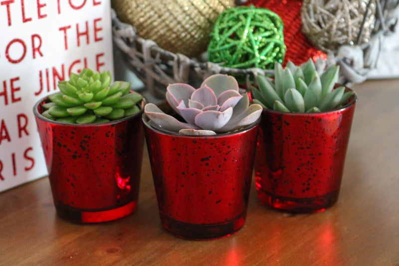 Valentines Trio - Say It with Succulents bulk wholesale succulent prices at the succulent source - 4