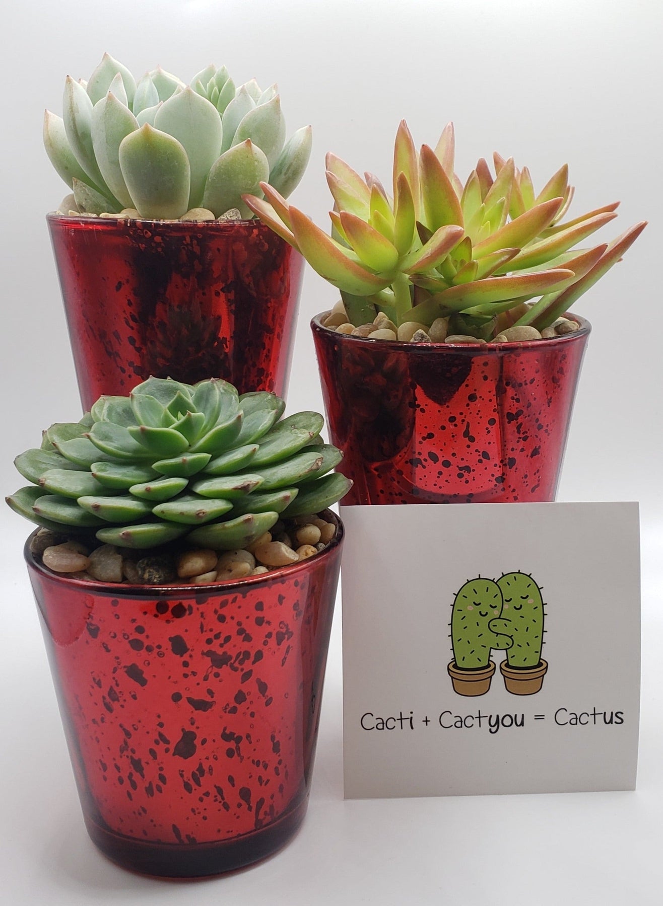 Red Trio - Say It with Succulents-SayIt-The Succulent Source