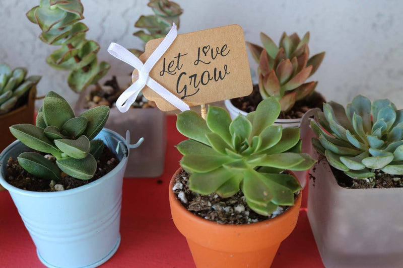 20 Favor Tags-Accessory-The Succulent Source