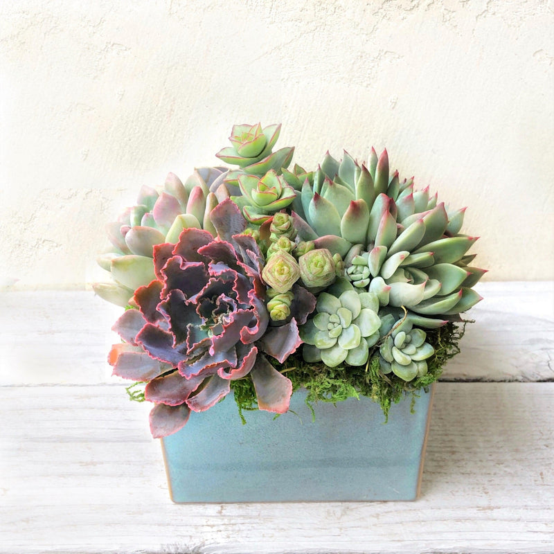 Simply Classic Square Ceramic Planted with Succulents.
