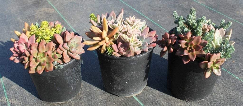 the succulent source location Succulent Gardens in 1 gallon nursery containers