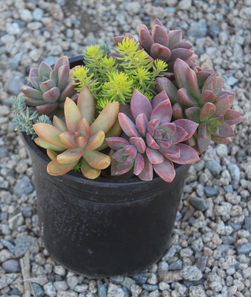 1.75 succulents Succulent Gardens in 1 gallon nursery containers