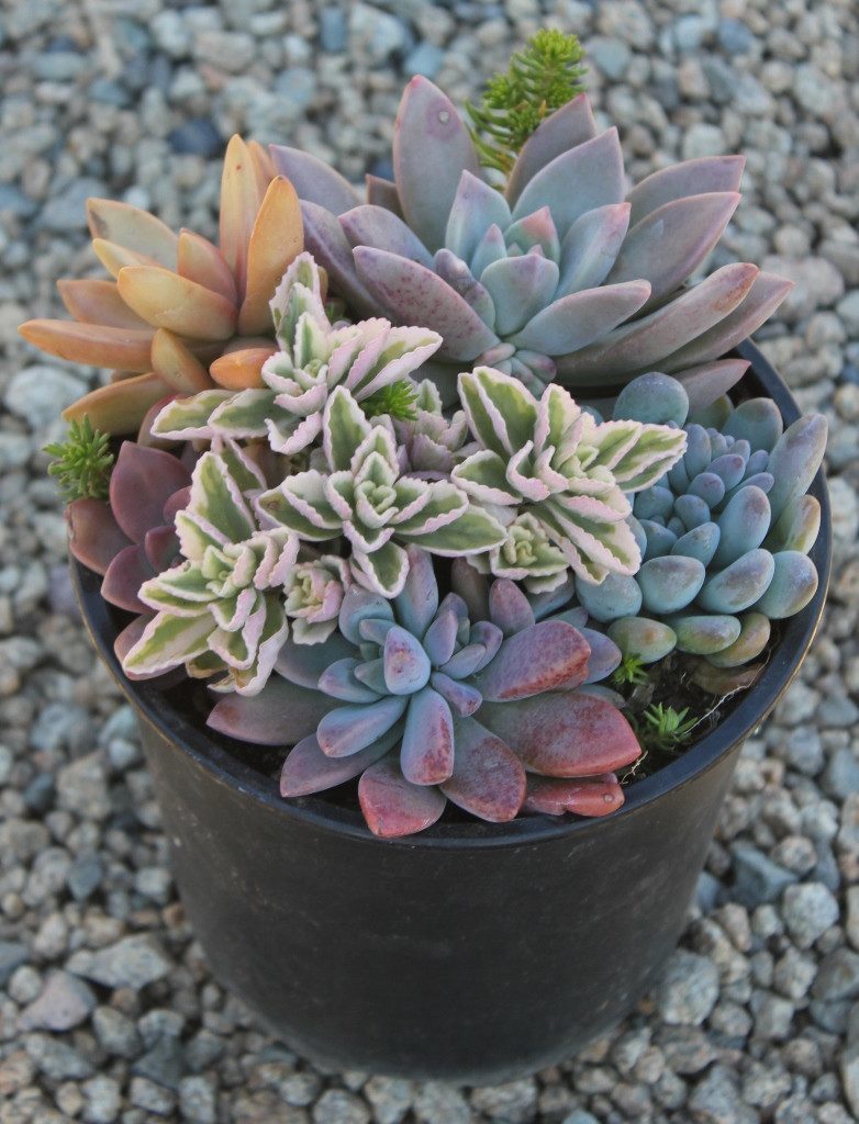 wholesale succulents bay area Succulent Gardens in 1 gallon nursery containers