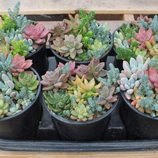 Succulent Gardens in 1 gallon nursery containers