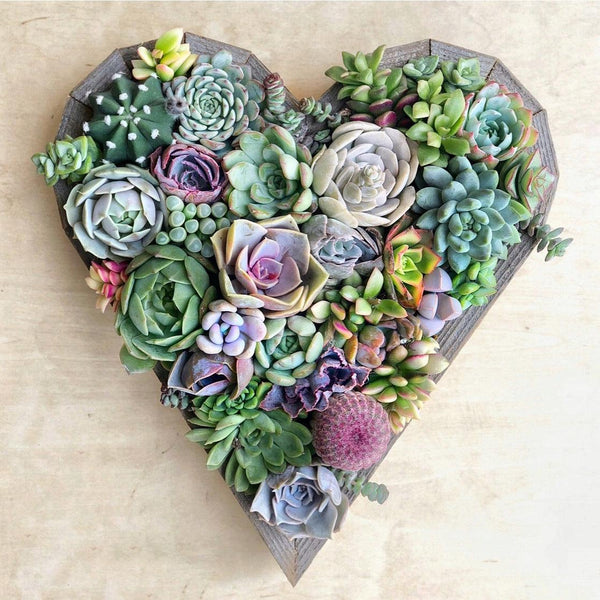 Succulent Arrangement