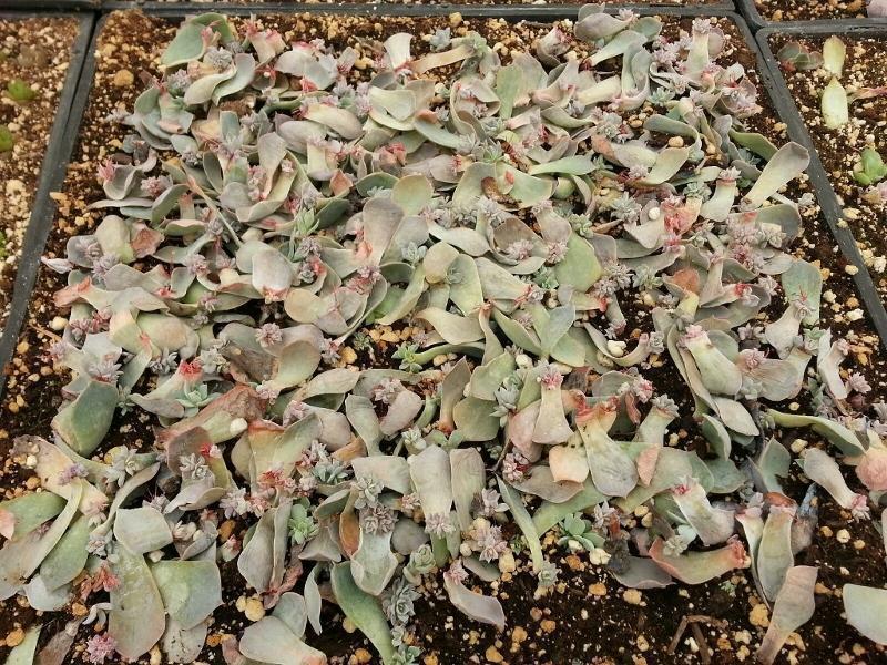 succulent leaf starters Succulent Rosette Leaf Starters 50 Leaf Starters