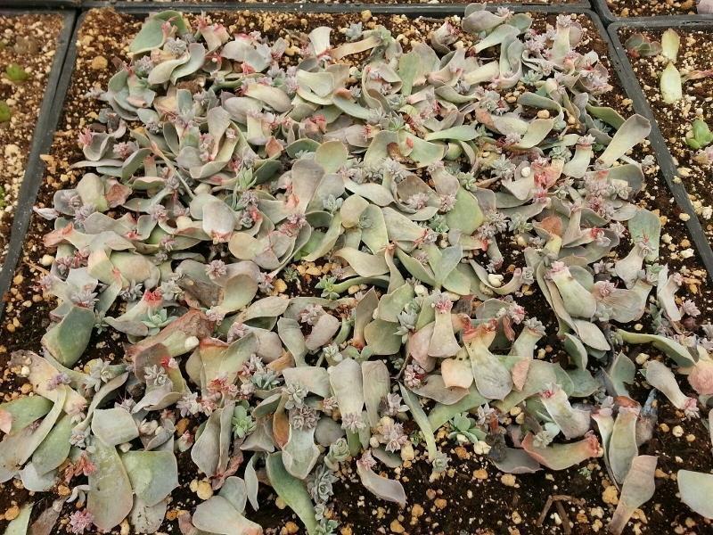 Rosette Leaf Starters - 10 Count-Succulent - Cutting-The Succulent Source