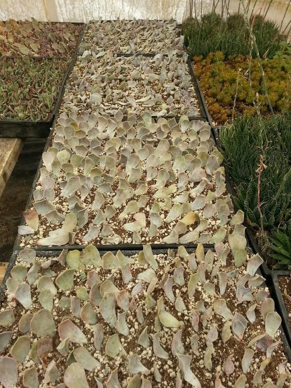 Rosette Leaf Starters - 10 Count-Succulent - Cutting-The Succulent Source