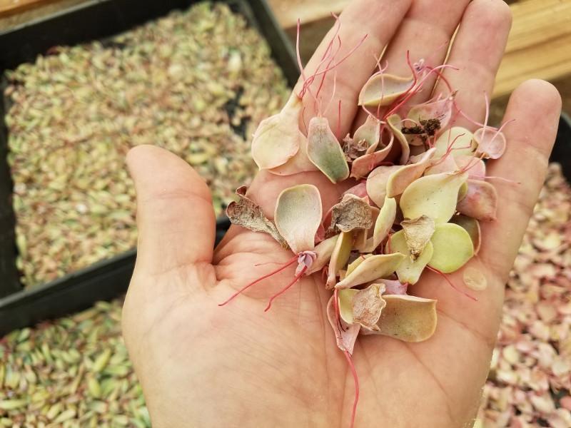 bulk succulent seeds Succulent Rosette Leaf Starters 50 Leaf Starters