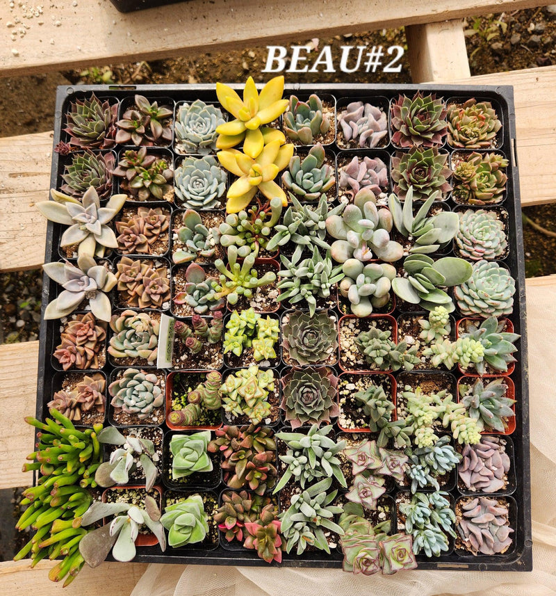 Succulent Specials hand picked by Justus, Leah & Beau-Succulent - Small-The Succulent Source