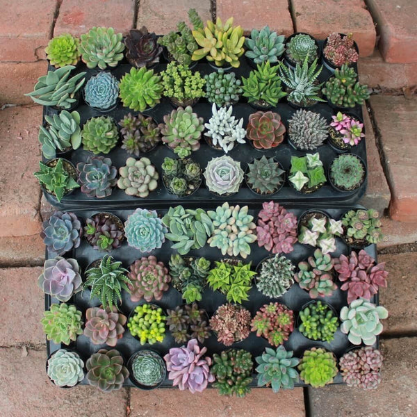 succulent studios subscription Succulents of the Month Club Subscription Box