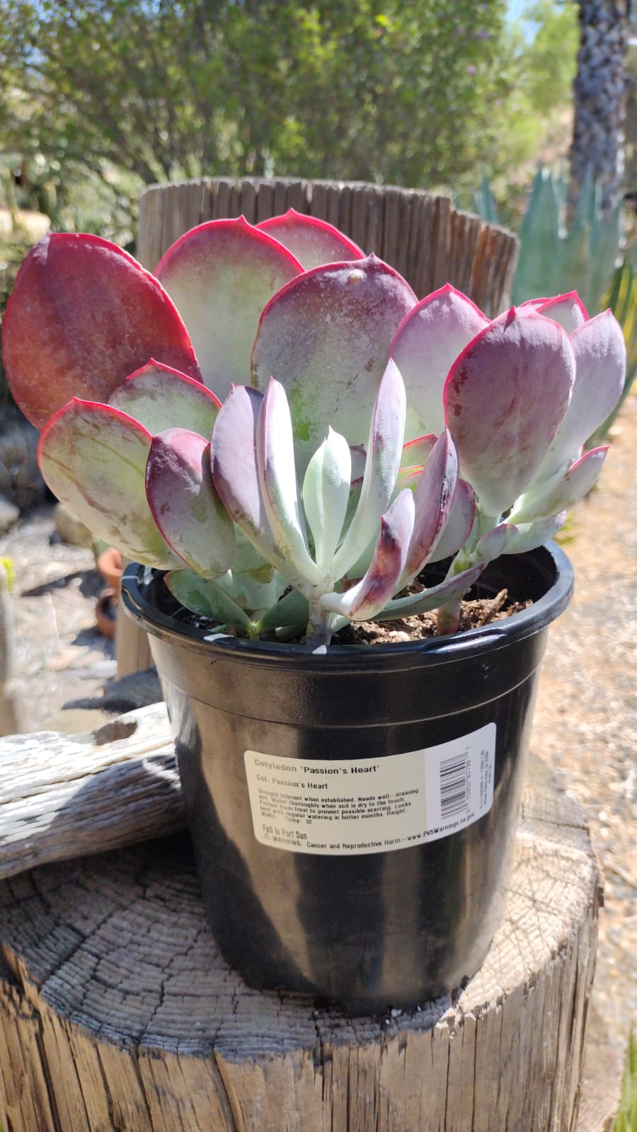 pot plant with only 3 leaves Three COTYLEDONs Potted in 1 Gallon Nursery Containers