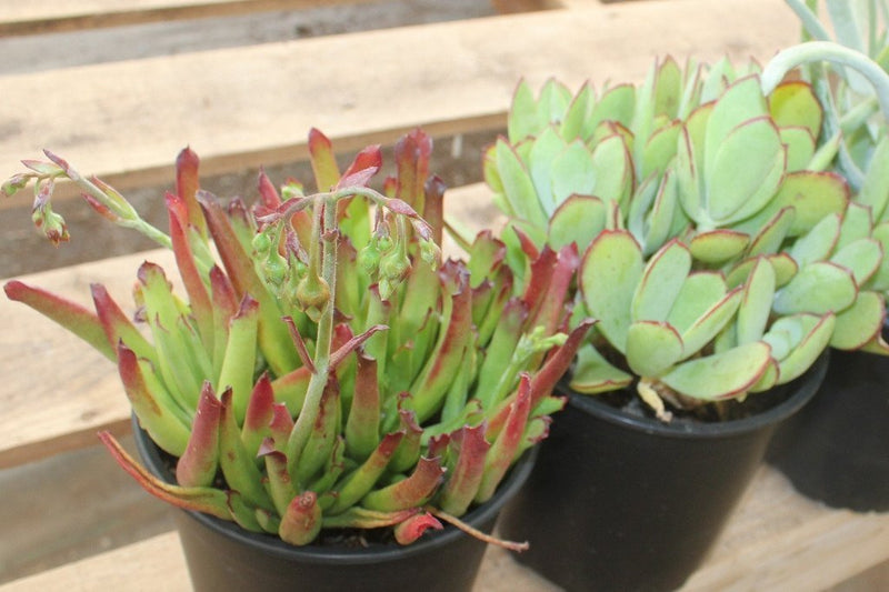 COTYLEDON 3 PACK in 1 gallon container-Succulent - Large-The Succulent Source