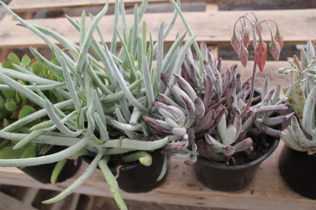 cotyledon succulent care Three COTYLEDONs Potted in 1 Gallon Nursery Containers