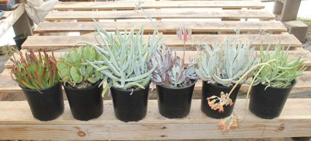 COTYLEDON 3 PACK in 1 gallon container-Succulent - Large-The Succulent Source