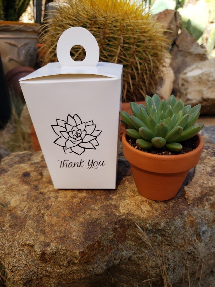 succulent treasure box To-Go Box