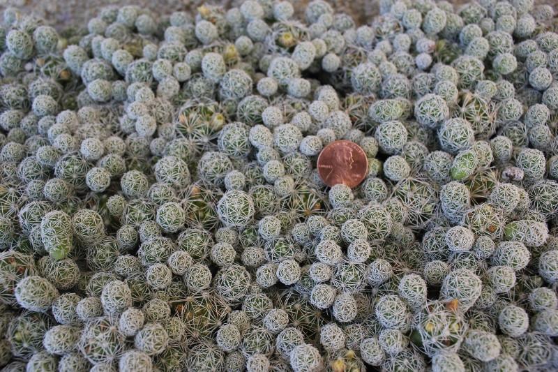 Tray of 98 Mammillaria fragilis Thimble Cactus-Cactus - Specialty-The Succulent Source