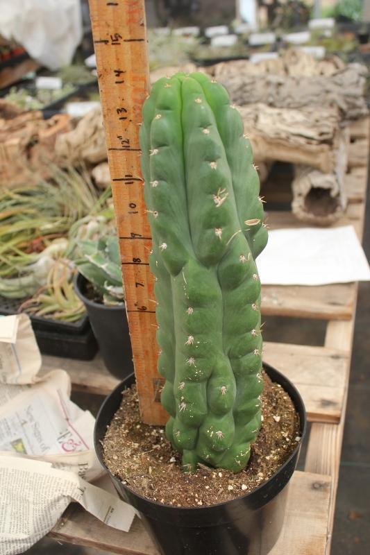 san pedro home depot cactus Trichocereus Assorted Potted Ornamental Cactus