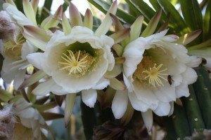 San Pedro Pachanoi Cactus Rooted & Potted  FREE SHIPPING bulk wholesale succulent prices at the succulent source - 2