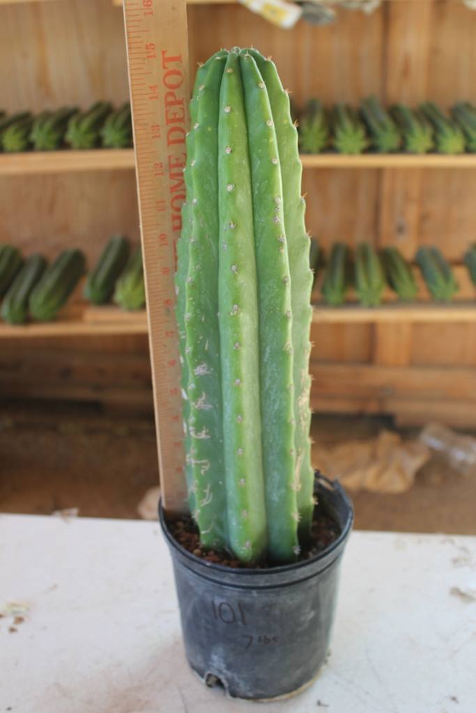 San Pedro Pachanoi Cactus Rooted & Potted  FREE SHIPPING bulk wholesale succulent prices at the succulent source - 3