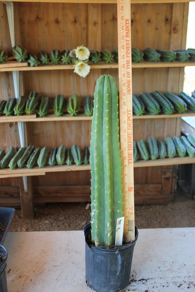 san pedro cactus wholesale Trichocereus Assorted Potted Ornamental Cactus