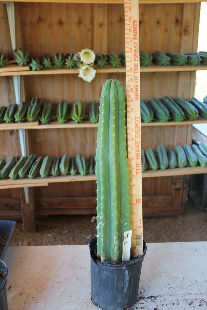 San Pedro Pachanoi Cactus Rooted & Potted  FREE SHIPPING bulk wholesale succulent prices at the succulent source - 1