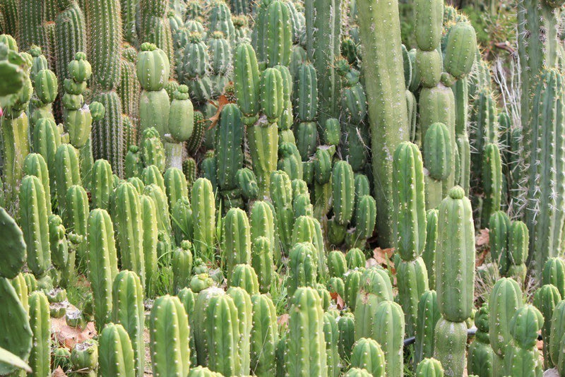 San Pedro Pachanoi Cactus Rooted & Potted  FREE SHIPPING bulk wholesale succulent prices at the succulent source - 4