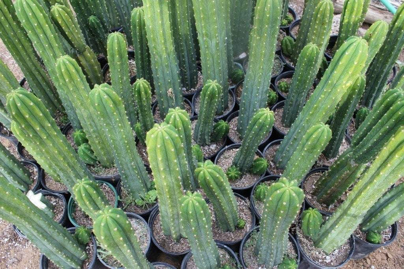 San Pedro Pachanoi Cactus Rooted & Potted  FREE SHIPPING bulk wholesale succulent prices at the succulent source - 5
