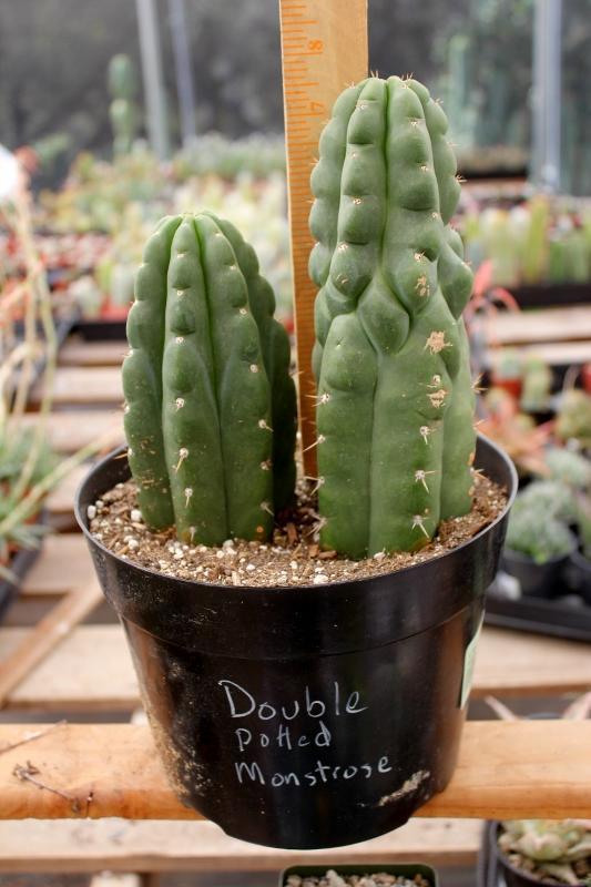 san pedro cactus potted Trichocereus Assorted Potted Ornamental Cactus