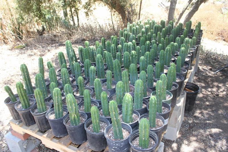San Pedro Pachanoi Cactus Rooted & Potted  FREE SHIPPING bulk wholesale succulent prices at the succulent source - 7