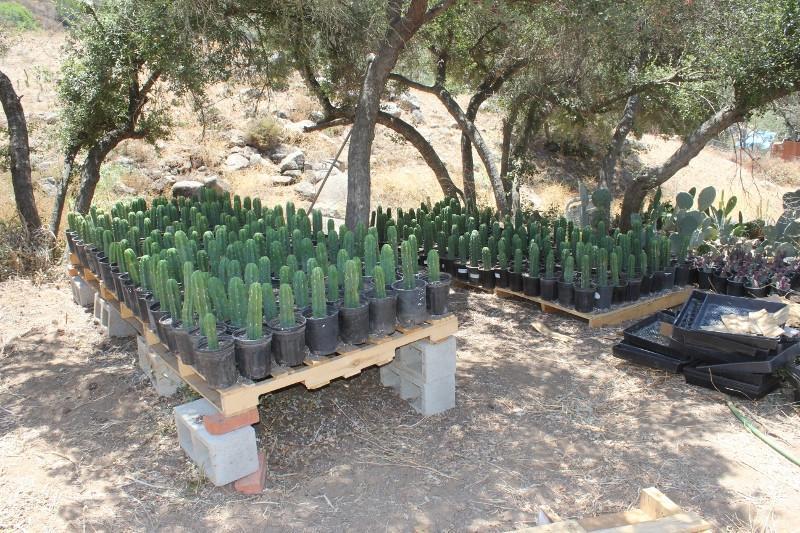 San Pedro Pachanoi Cactus Rooted & Potted  FREE SHIPPING bulk wholesale succulent prices at the succulent source - 8