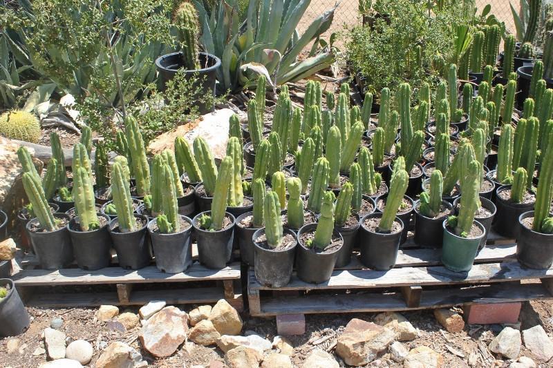 Potted Trichocereus Bridgesii Cactus 10-14" from soil to top Free Shipping bulk wholesale succulent prices at the succulent source - 2