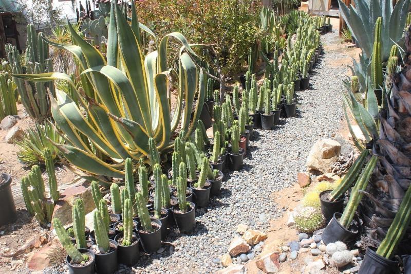 Potted Trichocereus Bridgesii Cactus 10-14" from soil to top Free Shipping bulk wholesale succulent prices at the succulent source - 3