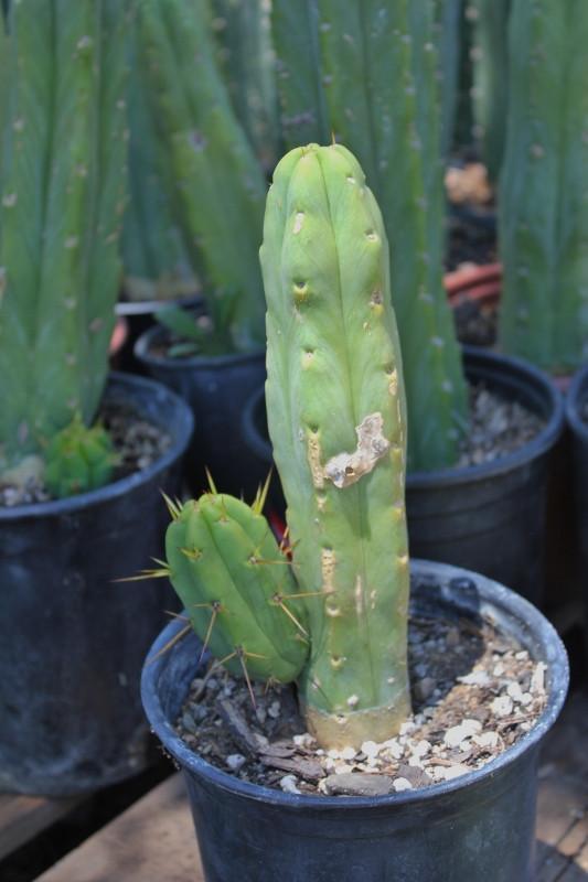Potted Trichocereus Bridgesii Cactus 10-14" from soil to top Free Shipping bulk wholesale succulent prices at the succulent source - 5