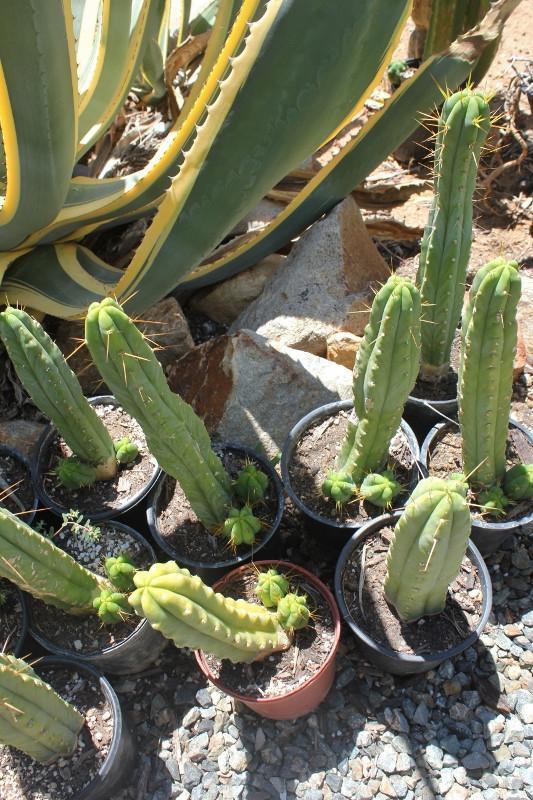 Potted Trichocereus Bridgesii Cactus 10-14" from soil to top Free Shipping bulk wholesale succulent prices at the succulent source - 6