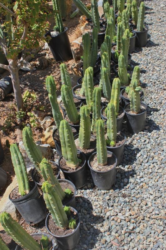 Potted Trichocereus Bridgesii Cactus 10-14" from soil to top Free Shipping bulk wholesale succulent prices at the succulent source - 7