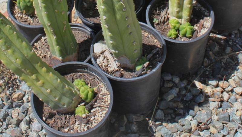 Potted Trichocereus Bridgesii Cactus 10-14" from soil to top Free Shipping bulk wholesale succulent prices at the succulent source - 10