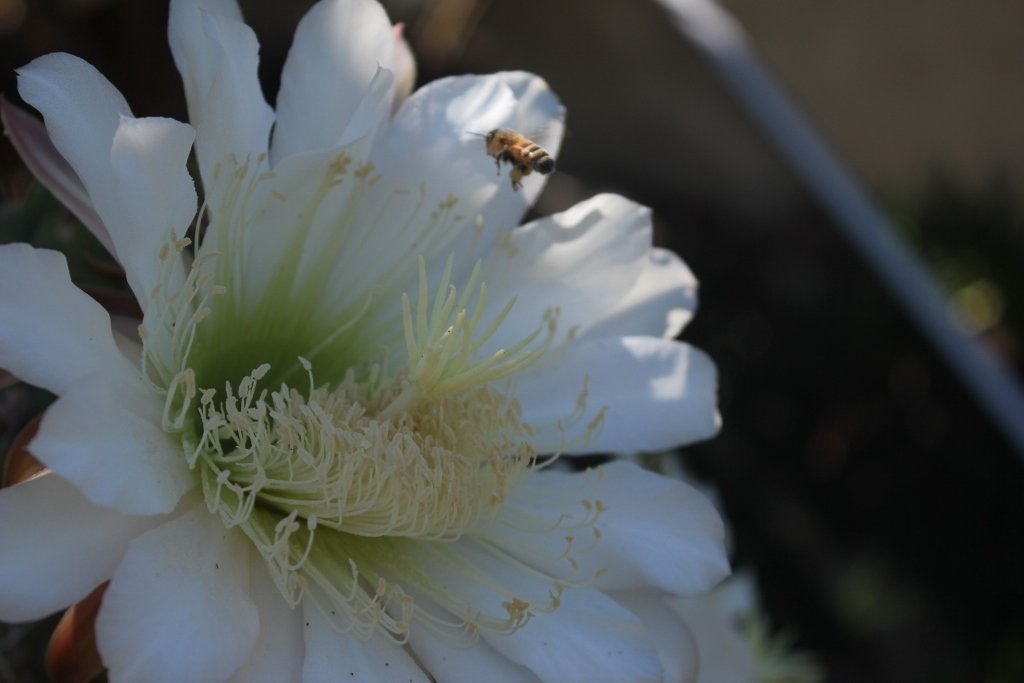 Trichocereus Ornamental Cactus potted in 4" container-Cactus - Cutting-The Succulent Source