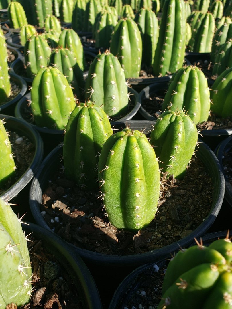 harvesting san pedro cactus Trichocereus Ornamental Cactus Starter Kit and 4"