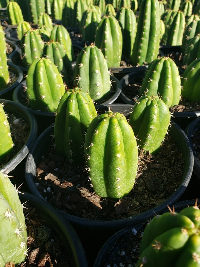 Trichocereus Ornamental Cactus potted in 4" container-Cactus - Cutting-The Succulent Source