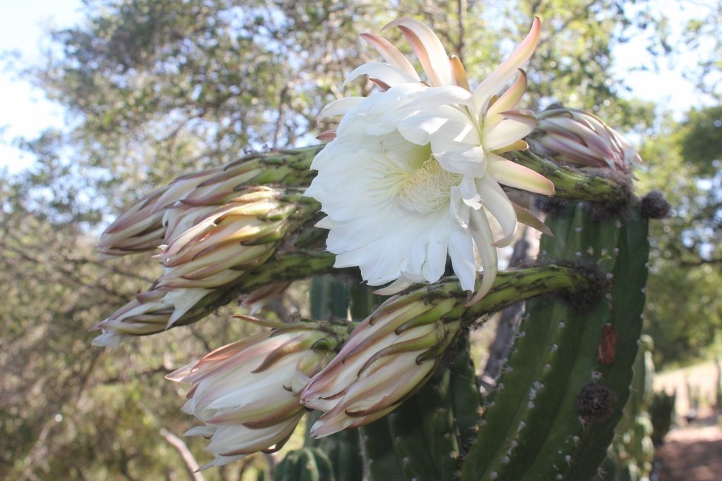 Trichocereus Ornamental Cactus potted in 4" container-Cactus - Cutting-The Succulent Source