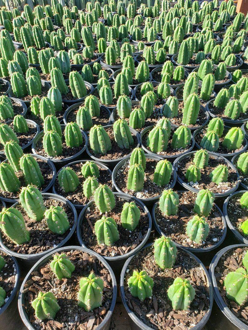 Trichocereus Ornamental Cactus potted in 4" container-Cactus - Cutting-The Succulent Source