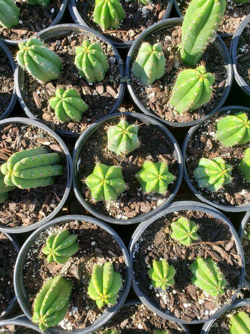 Trichocereus Ornamental Cactus potted in 4" container-Cactus - Cutting-The Succulent Source