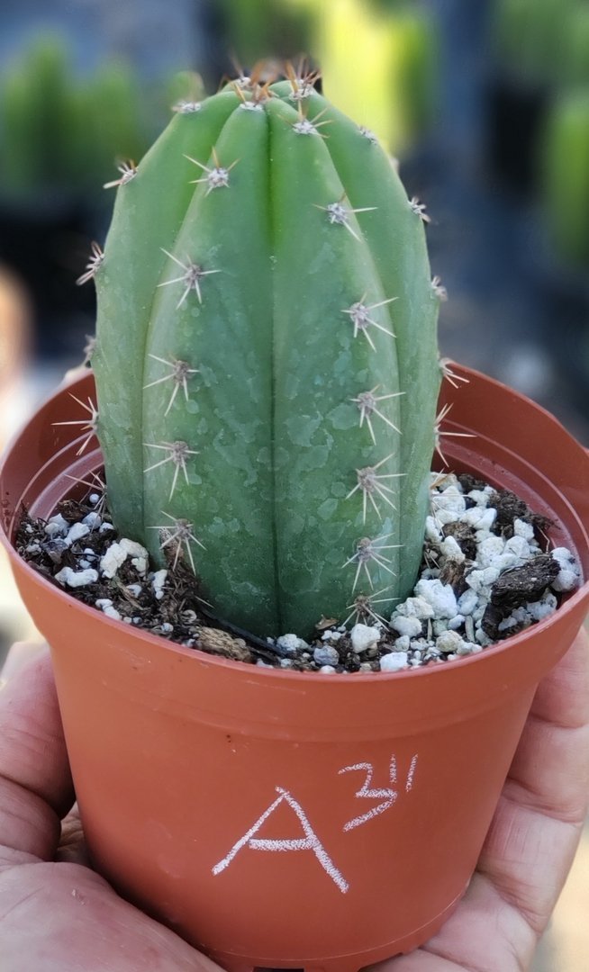 purchase san pedro cactus Trichocereus Ornamental Cactus Starter Kit and 4"
