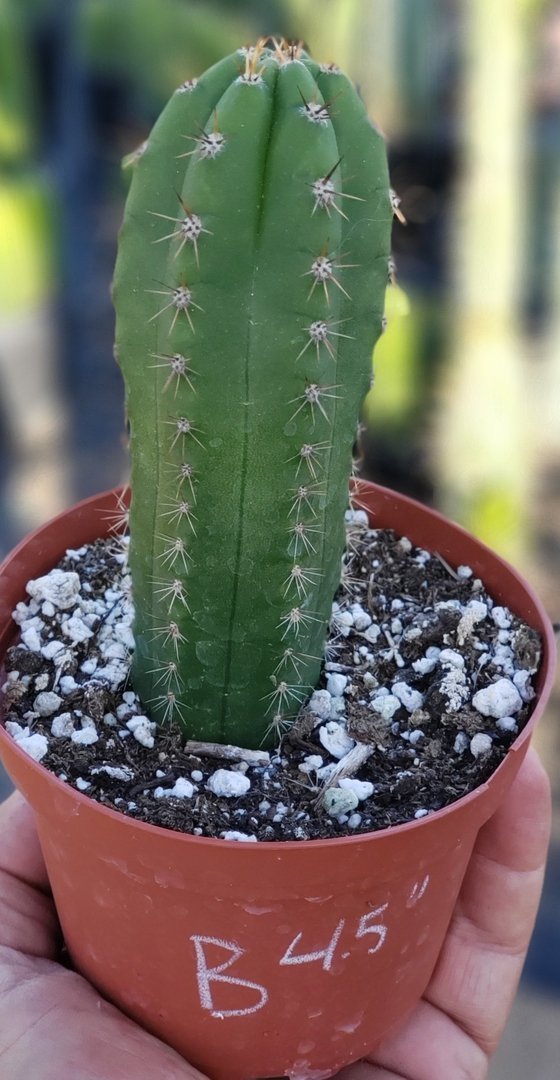 san pedro cactus cuttings ebay Trichocereus Ornamental Cactus Starter Kit and 4"