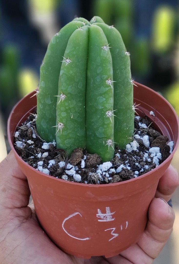 Trichocereus Ornamental Cactus potted in assorted sizes-Cactus - Cutting-The Succulent Source